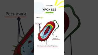 Бактерии и Прокариоты. Миниурок по Биологии №2. #biology #ent