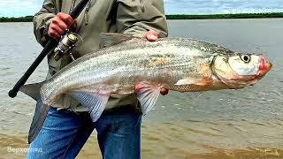 Какие водоёмы и глубины предпочитает Верхогляд (Predatory carp) — Chanodichthys erythropterus ?