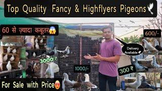 Top Quality Fancy & Highflyer Pigeons For Sale With Price 