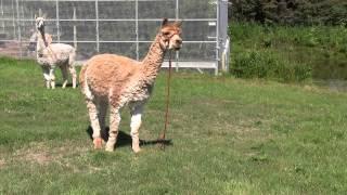 Alpaca Alarm Call