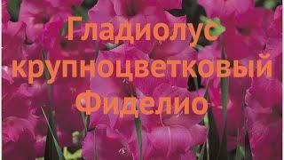 Гладиолус крупноцветковый Фиделио (gladiolus)  обзор: как сажать, луковицы гладиолуса Фиделио