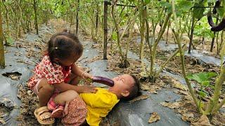 "Single mother" feeds chickens and harvests eggplants to earn money to send her daughter to school