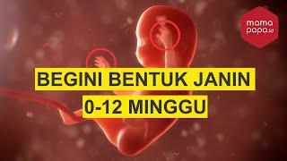 PERKEMBANGAN JANIN TRIMESTER PERTAMA USIA 1-12 MINGGU