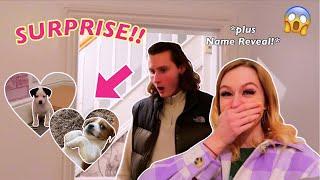 SURPRISING MY BOYFRIEND WITH *TWIN* PUPPIES!! (PLUS THE NAME REVEALS!!) | Rhia Official