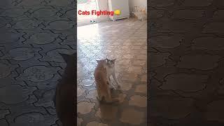 Cats Fighting.Sevgisi uchun ikki yigitning kurashi#sevgi #fighting #fight #urush #muzoff #cat