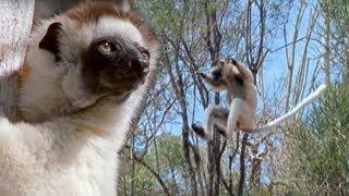 Sifaka Lemurs Jumping Around | Attenborough | BBC Earth