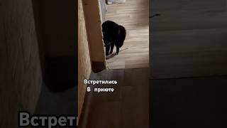 По вопросу укотоновления писать в воцап #89255977633 #приют #кошки