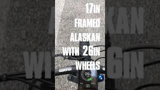 BBSHD on Framed Alaskan