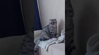 Melisa️#melisa#shortvideo #cat #красиваякошка #юмор #shorts