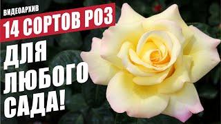 14 сортов роз для любого сада! #розы #сортароз #цветениероз #розывсаду #счастливыйсадовод