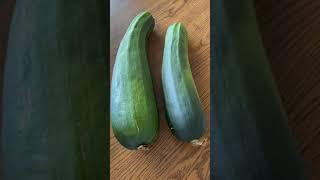 Zucchini || Extra Large Size || GAMO Production