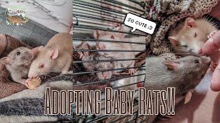 I adopted BABY RATS!| Ethical Breeder, Kitten Pack Haul, Cute Babies