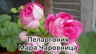 Пеларгония Мара Чаровница  #пеларгония #цветынабалконе #flowers