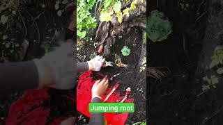 jumping root #magic #wonder #jumping #shorts #viral #trending #howto #asmr #oddly #wonderful #short