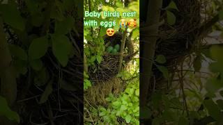 aww cute birds nest with eggs  #shorts #trending #viralvideo