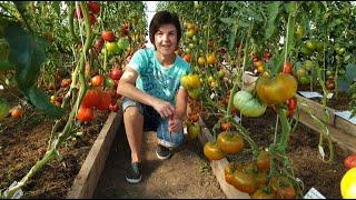 Обзор томатов из Проекта Гном Томатный(Dwarf Tomato Project) в теплице. Сезон 2022. Седьмое августа.