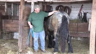 Training a Horse to Drive - 2 year Old Stud Colt