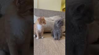 #cat #catlover #kitten #cutecat #catvideos