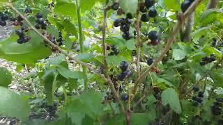 Black Currant Berry  -  Zwarte bessen