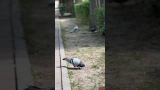  #viral #youtube #almaty #shortvideo #trending #like #shortsvideo #youtubeshort #india #birds
