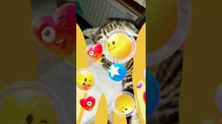 Кот-программист и Кот-лентяй: Убойная комедия! #прикол #cat #юмор