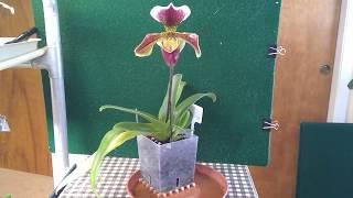 orchid paph bulldog