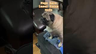 Pugs Prove Their LASER FOCUS is Unbeatable