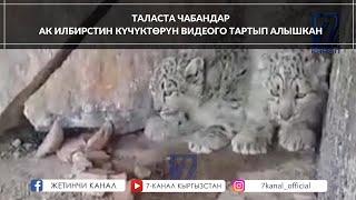 ТАЛАСТА ЧАБАНДАР АК ИЛБИРСТИН КҮЧҮКТӨРҮН ВИДЕОГО ТАРТЫП АЛЫШКАН