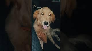 #fyp  #dogbirthday #goldenretriever #dogloversdog #studiosession #dogforever #dogforlife  #golden