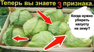 Капусту убирать когда? Всё просто!  3 Главных признака. Когда нужно убирать капусту на зиму?