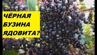 Чёрная бузина - можно ли есть чёрную бузину?