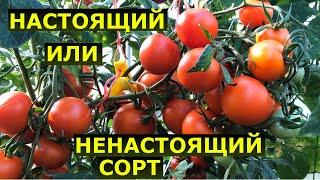 С каких томатов можно брать семена? Настоящий сорт или ненастоящий гибрид