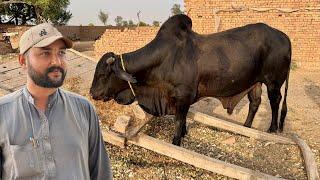 Black Bull Pr Dil A Gya