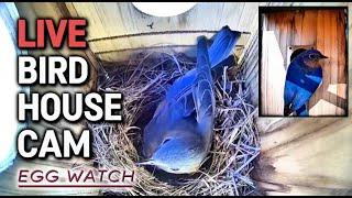  LIVE Bluebird Nest Cam - Phase 2 - Egg Watch