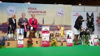 КОНКУРС ПАР - выставка собак Победитель Риги  BEST IN SHOW - ZooExpo 2017 FCI CACIB Dog Show