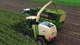 Mais hakselen | Chopping corn | Maishäckseln | Krone | Big X 700 | Fendt | Kaweco | Maisoogst 2024