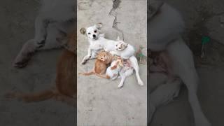 CATS AND DOGS FUNNY CUTE VIDEOS 559