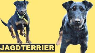 **Repeat** Episode 41: Jagdterrier - Alex Krstic from Sambarman Kennels | 06/24/19