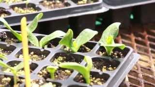 Cotyledon & True Leaves on Transplants