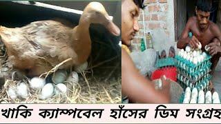 খাকি ক্যাম্পবেল হাঁসের ডিম সংগ্রহ || সবচেয়ে বেশি ডিম পাড়া হাঁস || vhumi tv || vhumi krishi