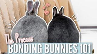 Bonding Bunnies 101 - The Bonding Process (Step by Step)