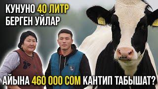 Кантип күнүнө 400 литр сүт алып жатат ? Голштино уйлар жөнүндө кеңири маалымат - АГРОВЕТАЗИЯ