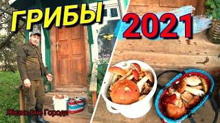 Грибы 2021