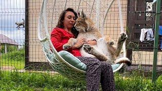 РЫСИ качаются со мной в кресле / Любовные игры неумелого сингапурского кота и барханной кошки