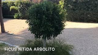 Ficus nitida arbolito. Garden Center online PGARDENS