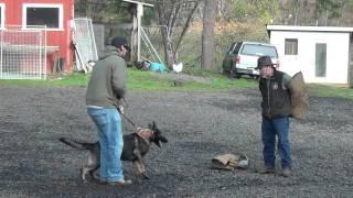 Schilling Law Dog's Training by Ken Schilling