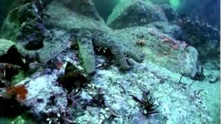 Pychnopodia - Sunflower Sea Star