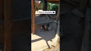 Пушистая милота #funny #funnyanimals #animals #милыеживотные #australia #путешествия