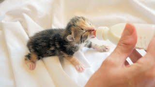 Baby Kittens Drinking Milk