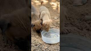 Siblings’ Water Adventure: We Licked It, Panicked, and Did It Again!’ #puppy #cute #funny #shorts